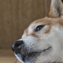 옛날닭강정 네이버블로그