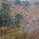 축령산 코지인 이미지