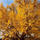 연화동막국수 이미지