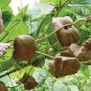 식이농장 이미지