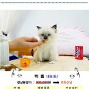 늘푸른동물병원두정의료센터 | 부산랙돌분양 브리티쉬 페르시안 건강한 고양이 만나는 샵