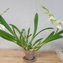 황제레스 이미지