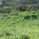 강정동-20 이미지