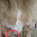 홍상희동물병원 이미지