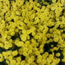 읍내6구 이미지