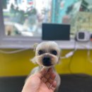 빅맨애견미용 이미지