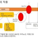 당뇨 초기증상 원인 ＜인슐린 호르몬 이상 현상＞ 이미지