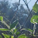 숲속의 웰빙 황토펜션 이미지