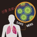 보니또라인
