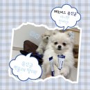 아찌살롱 | {페노비스} 강아지 유산균 “페노비스” 하루 한 포로 변비 설사 장건강 관리해요💩