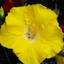 하와이주의 주화(州花) 불상화(佛桑花,Hibiscus)와 양귀비 이미지