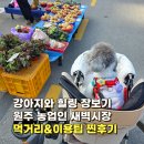 반려견과 함께한 ‘원주 농업인 새벽시장’ 방문기! 신선한 로컬푸드부터 맛있는 먹거리까지 가득