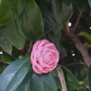 동백나무 Common Camellia 이미지