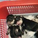 루스켄넬 이미지