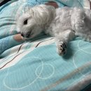 멍멍 스타일 이미지