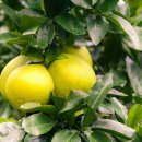 포멜로(POMELO)