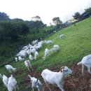 농업회사법인 유한회사 거석 이미지