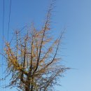 전원의 낭만 이미지