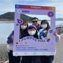 퍼플 이미지