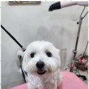 오늘, 예쁘개 이미지