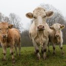 송아지집 이미지