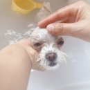 연두살롱 이미지