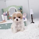 멍토피아 강아지분양 인천 본점 이미지