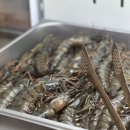 통통민물장어 이미지