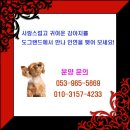 경산 도그랜드 | 포메라니안 분양 / 대구 경산 경북 강아지분양