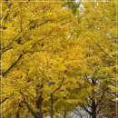 은행나무 이미지