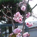 매화농장 이미지