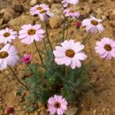 꽃순이네 이미지