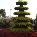 제9회 인천 드림파크 국화축제 이미지