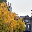 까페나무 | 안국역 창덕궁뷰 카페 '회화나무' 내돈내산 후기