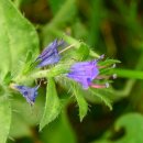 스위스 알프스의 가을꽃들 - 풀밭지치(Viper's Bugloss) 이미지