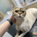 함께냥 본점 이미지