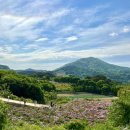 [임실 옥정호] 🌸작약 꽃밭 5월 만개, 붕어섬 방문 후기