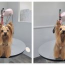 포메른 펫살롱 이미지