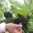 도도농장 이미지