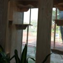 마이리틀펫 이미지