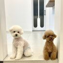 그루밍 모먼트 이미지