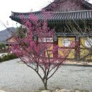 홍매