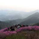 창원 천주산 진달래 축제 2 이미지