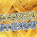 장수버섯 이미지