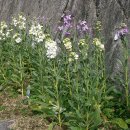 비단향꽃무 이미지