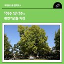 청주읍성淸州邑城 | 「청주 압각수」 천연기념물 지정