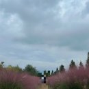 GS25 대저생태공원점 | 부산 근교 가을에 가볼만한 곳 추천 양산 황산공원과 대저생태공원