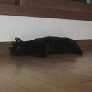 리니