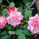 봉숭아