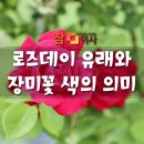 오늘은 로즈데이_로즈데이의 유래와 색의 의미 이미지